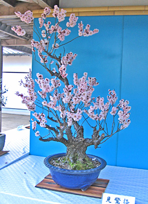 Kirschbaum Bonsai