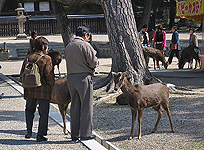 Reiseführer Nara