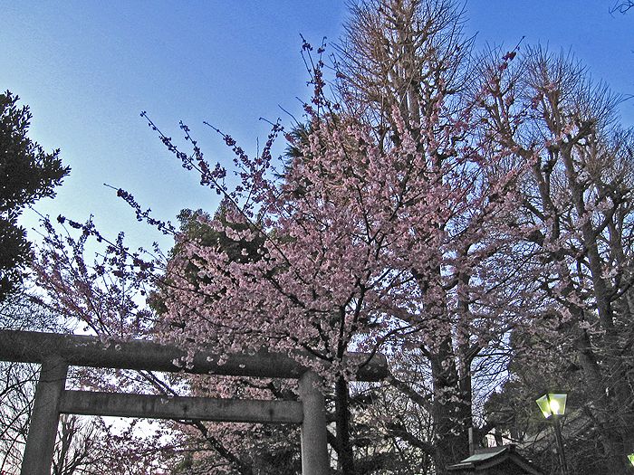 Ueno-Park in Tokyo